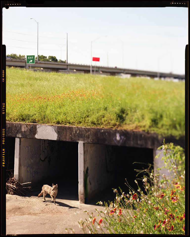 Coyote Using Underpass