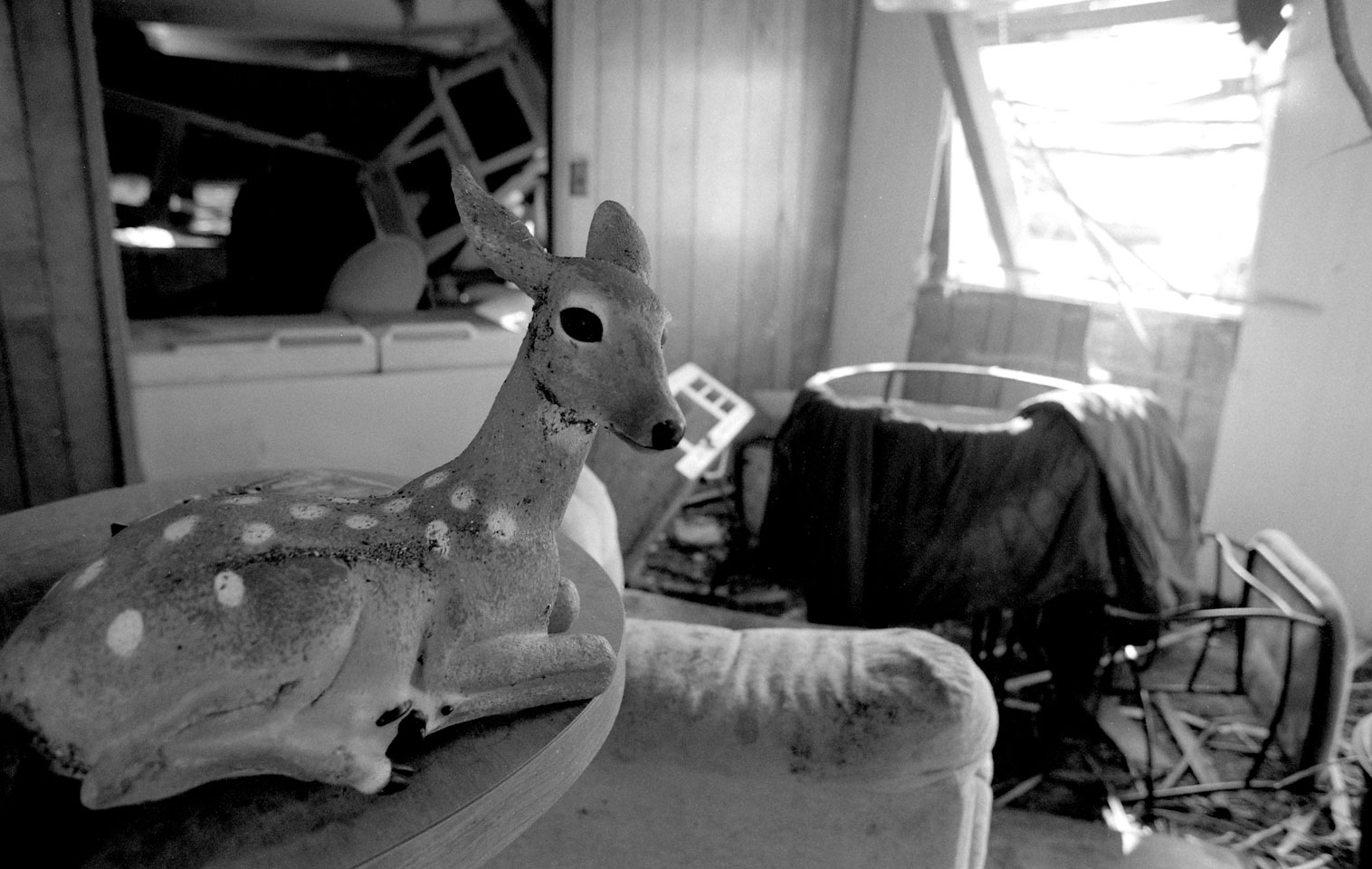 Deer In Trailer Home