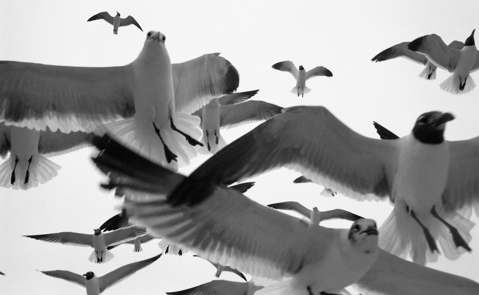 Gulf Gulls