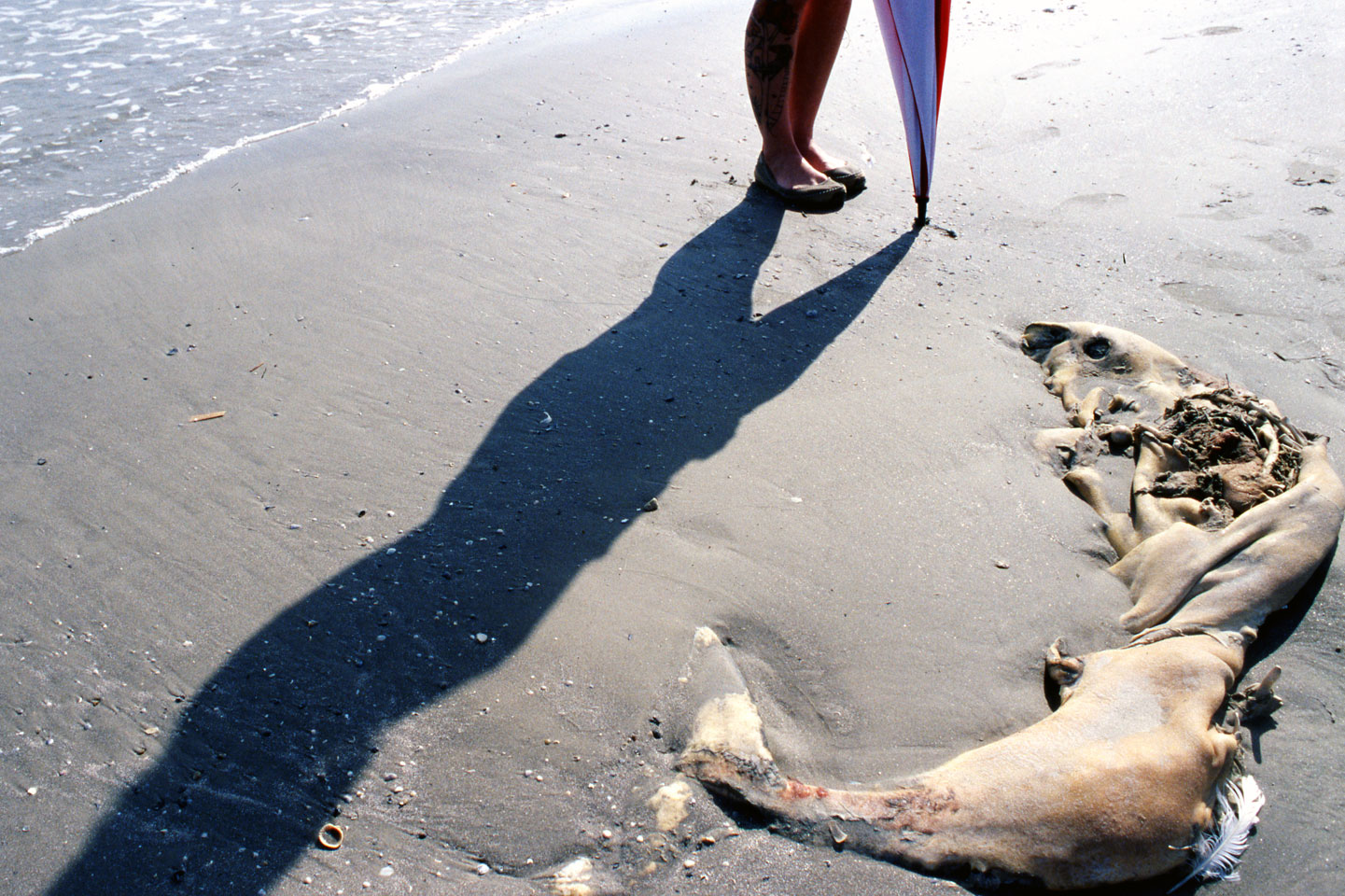 Dead Dolphin On Beach